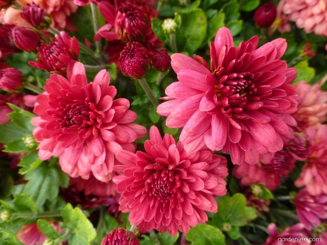 Chrysanthemum x morifolium Jitka červená (Chrysanthemum) Chrysanthemum x morifolium Jitka červená (Chrysanthemum)
