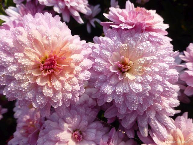 Chrysanthemum x morifolium Tereza (Chrysanthemum) Chrysanthemum x morifolium Tereza (Chrysanthemum)