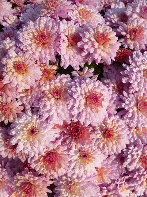 Chrysanthemum x morifolium Tereza (Chrysanthemum) Chrysanthemum x morifolium Tereza (Chrysanthemum)