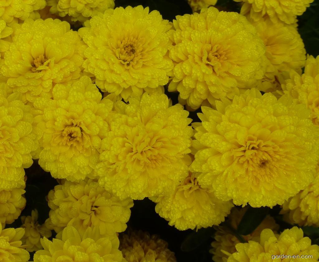 Chrysanthemum x morifolium Flavie (Chrysanthemum) Chrysanthemum x morifolium Flavie (Chrysanthemum)