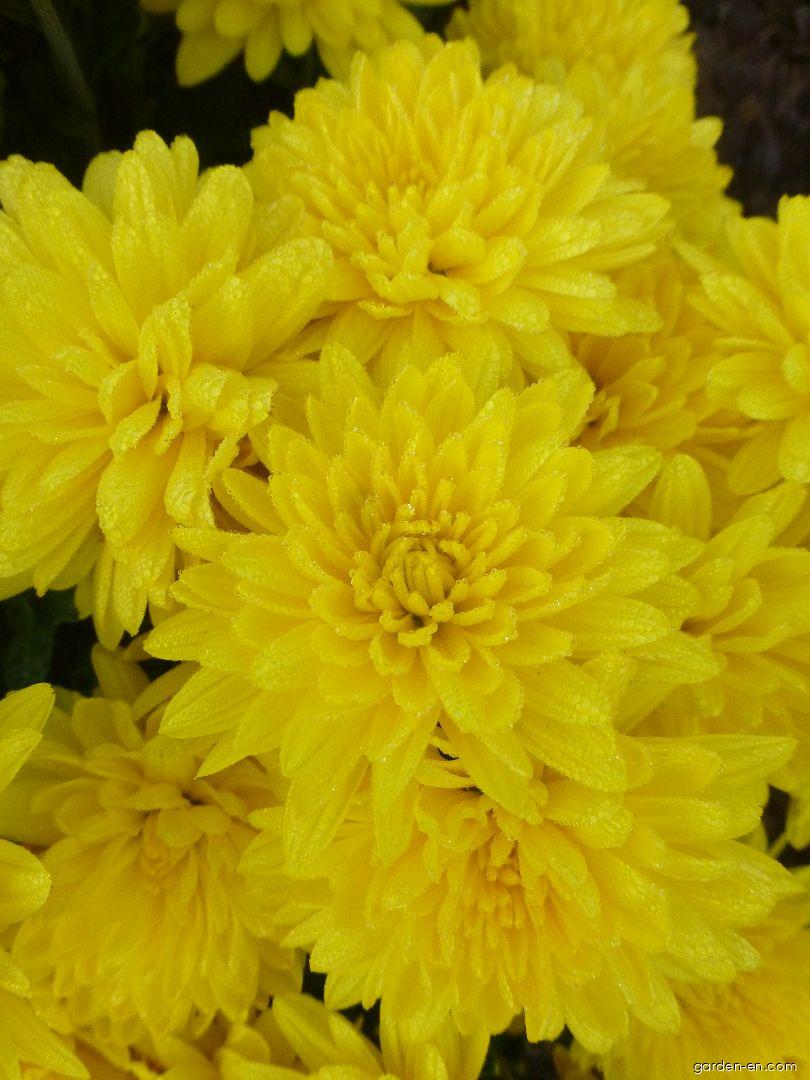 Chrysanthemum x morifolium Jitřenka (Chrysanthemum) Chrysanthemum x morifolium Jitřenka (Chrysanthemum)