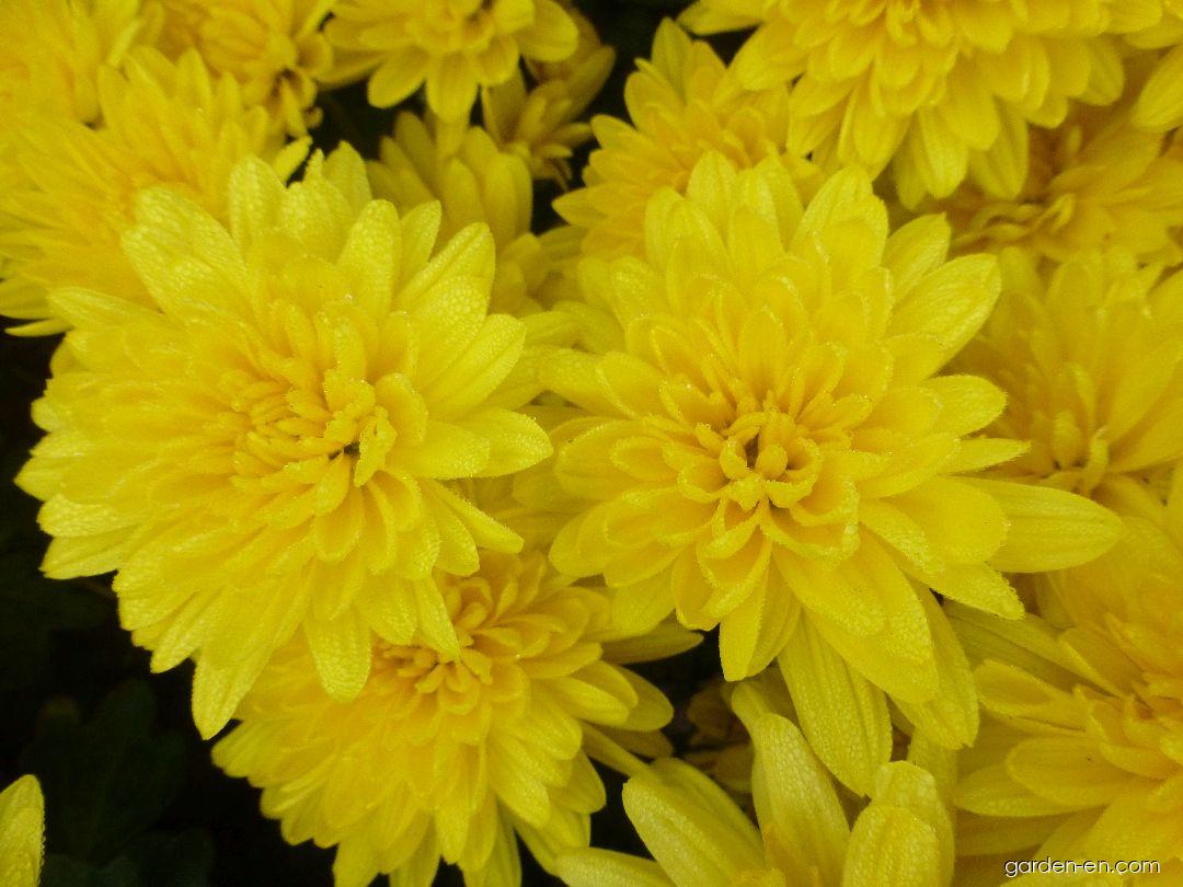 Chrysanthemum x morifolium Jitřenka (Chrysanthemum) Chrysanthemum x morifolium Jitřenka (Chrysanthemum)