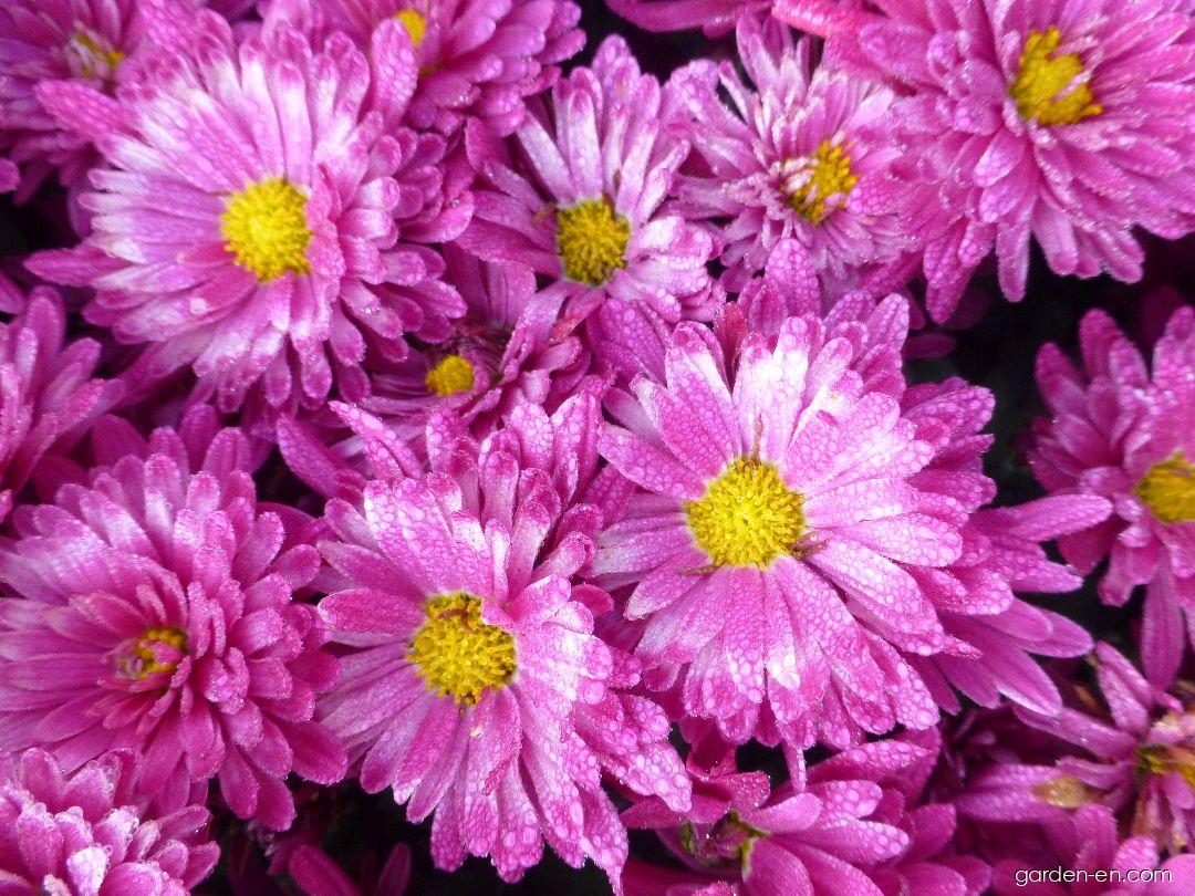 Chrysanthemum x morifolium Marika (Chrysanthemum) Chrysanthemum x morifolium Marika (Chrysanthemum)