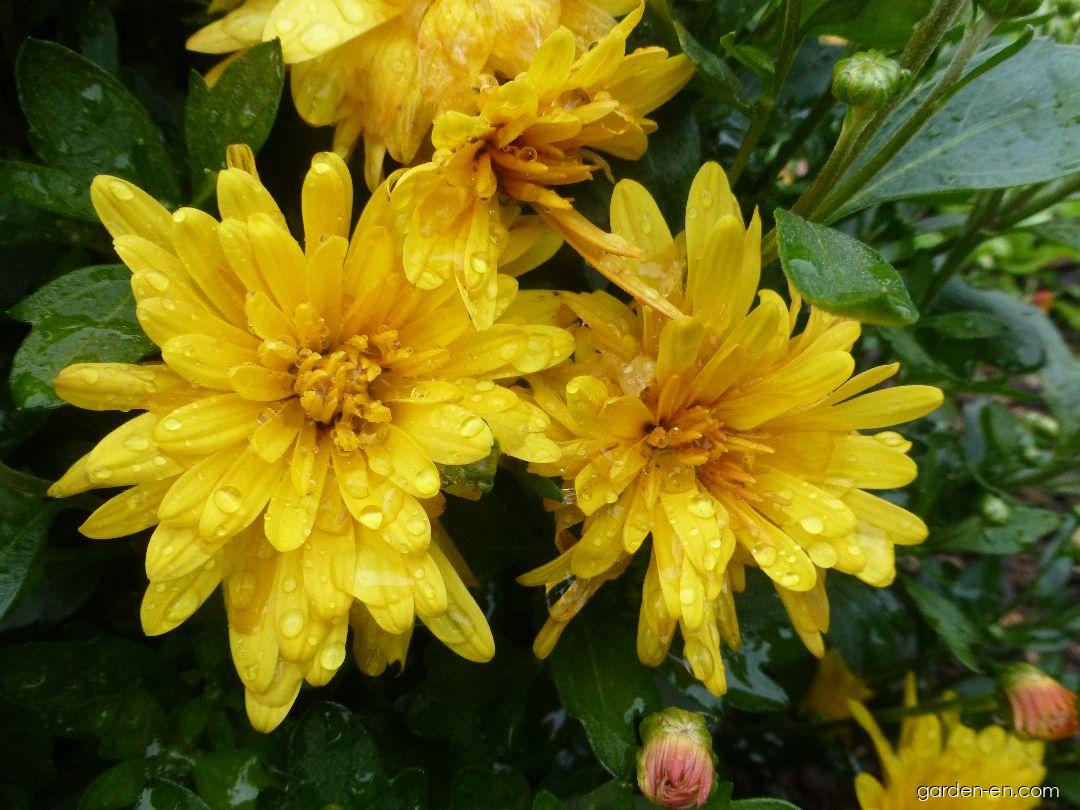 Chrysanthemum x morifolium Milada (Chrysanthemum) Chrysanthemum x morifolium Milada (Chrysanthemum)