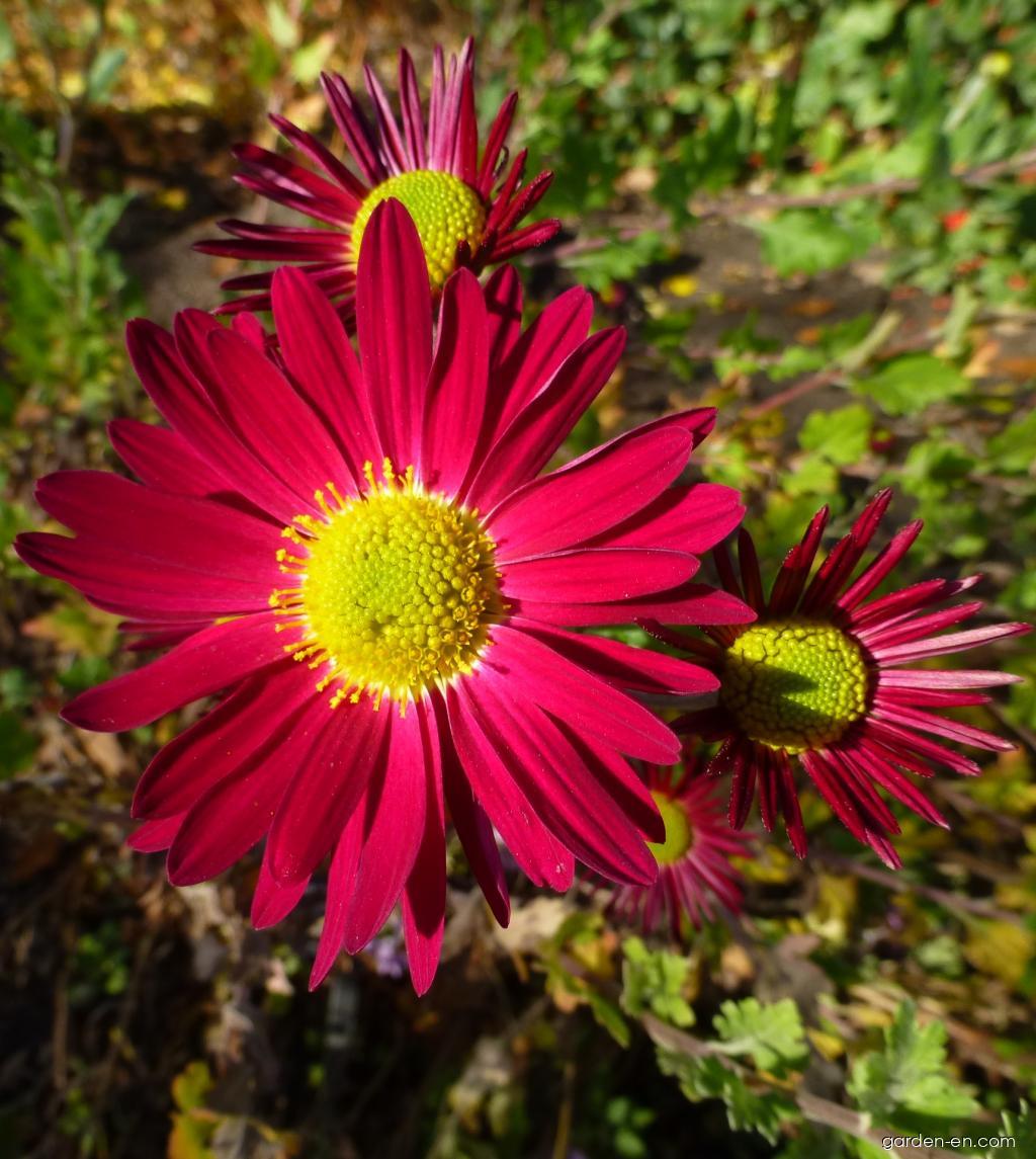 Chrysanthemum x morifolium Cousin Joan (Chrysanthemum) Chrysanthemum x morifolium Cousin Joan (Chrysanthemum)