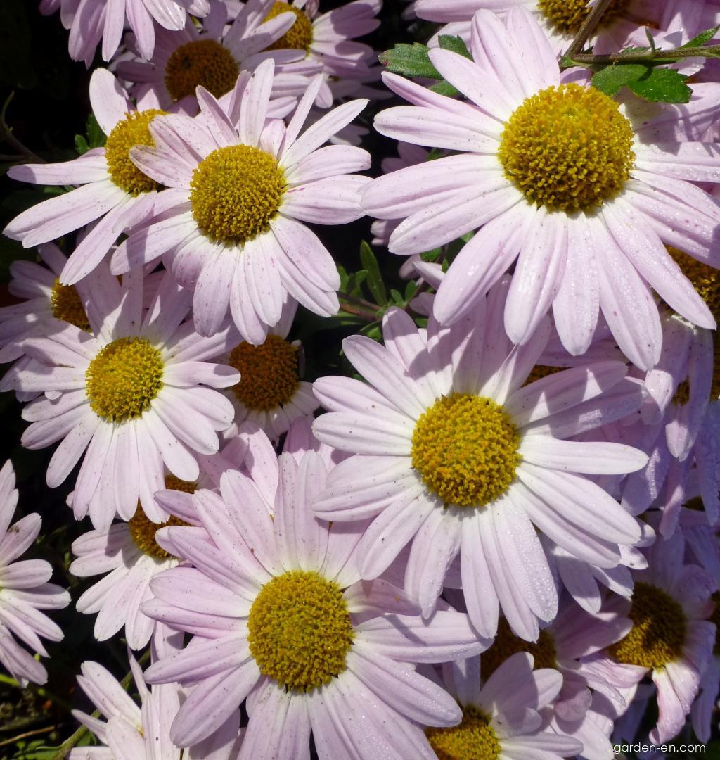 Chrysanthemum x morifolium Aunt Millicent (Chrysanthemum) Chrysanthemum x morifolium Aunt Millicent (Chrysanthemum)