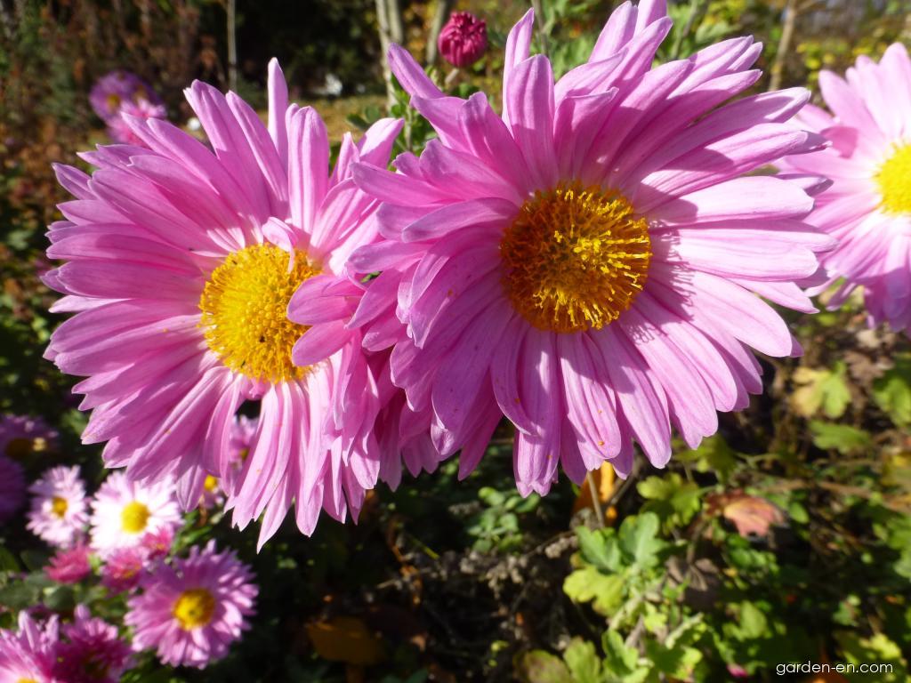 Chrysanthemum x morifolium Vagabond Prince (Chrysanthemum) Chrysanthemum x morifolium Vagabond Prince (Chrysanthemum)
