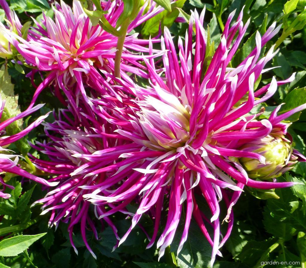 Dahlia Hollyhill Spiderwoman (Dahlia) Dahlia Hollyhill Spiderwoman (Dahlia)