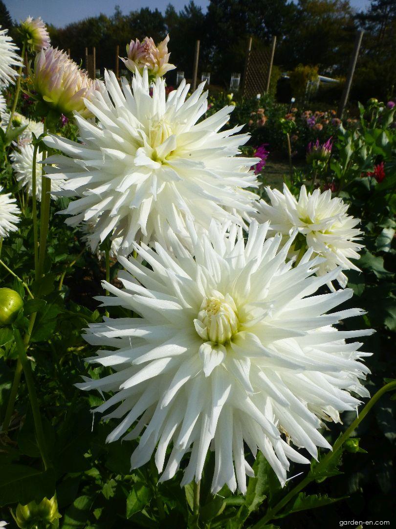 Dahlia Magic Moment (Dahlia) Dahlia Magic Moment (Dahlia)