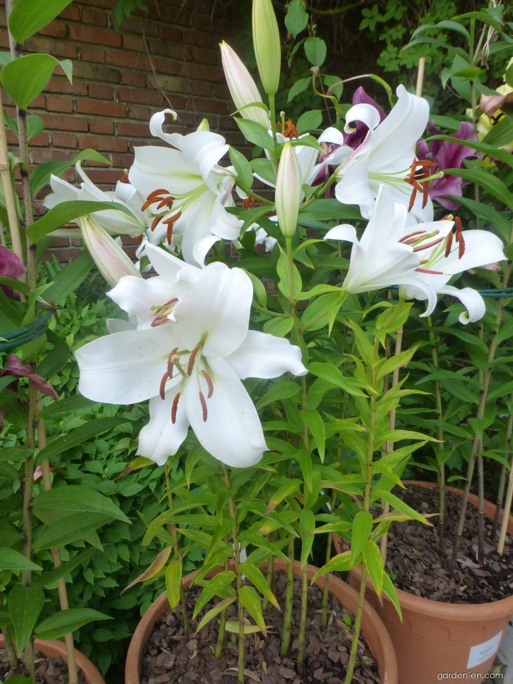 Lilium x hybridum Zambesi Lily