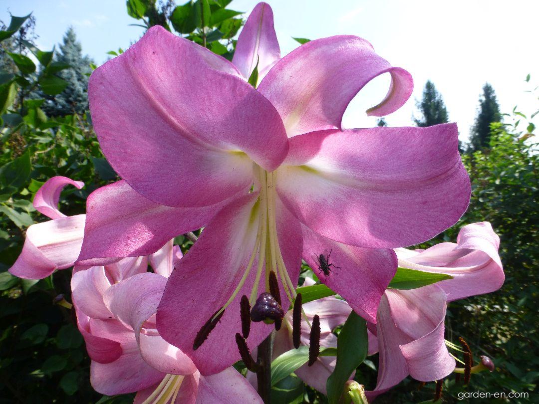 Lilium x hybridum Robina (Lily) Lilium x hybridum Robina (Lily)