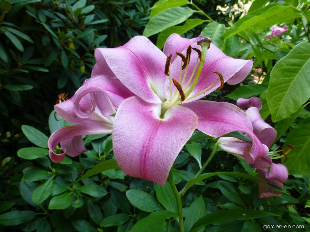 Lilium x hybridum Robina (Lily) Lilium x hybridum Robina (Lily)