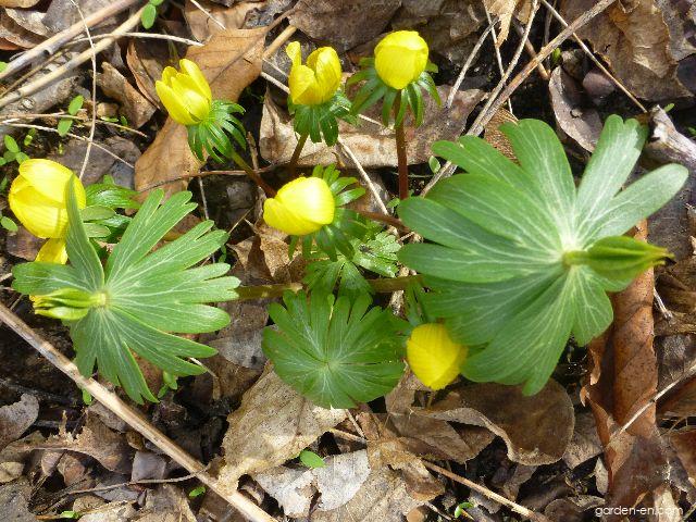 Eranthis cilicicus Schott et Kotschy (Winter Aconite) Eranthis cilicicus Schott et Kotschy (Winter Aconite)