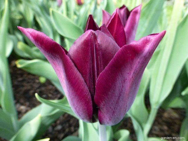 Tulipa Havran (Tulip) Tulipa Havran (Tulip)