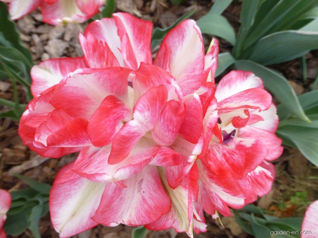 Tulipa Cartouche (Tulip) Tulipa Cartouche (Tulip)