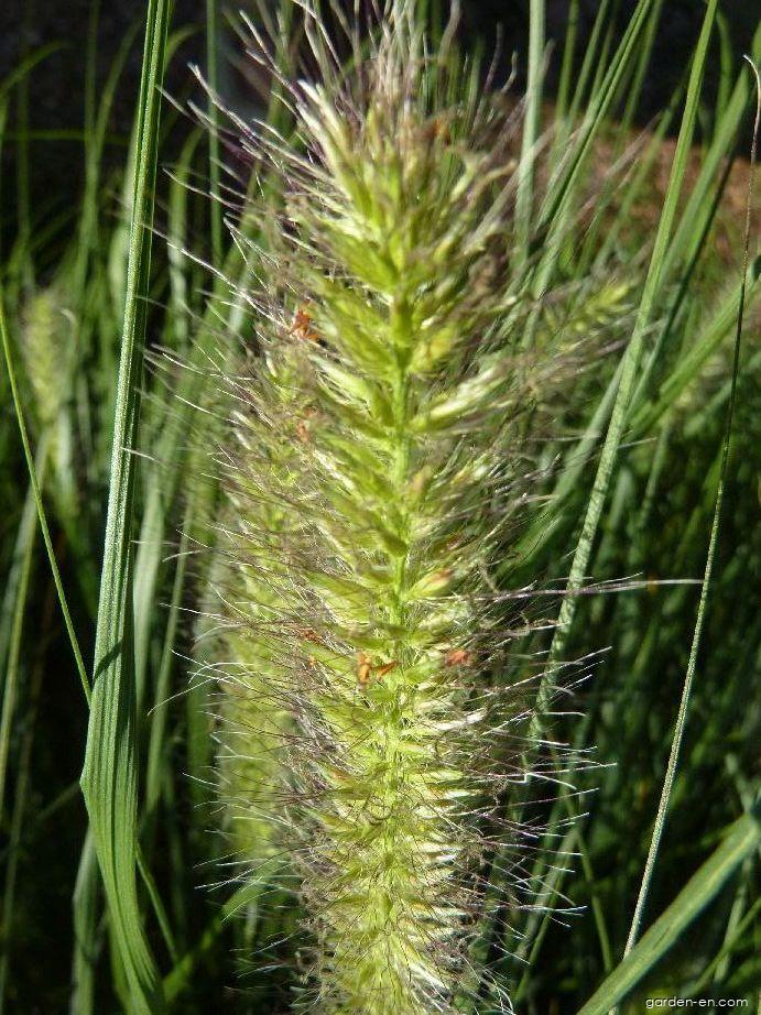 Pennisetum alopecuroides (L.) SPRENG. (Chinese fountaingrass) Pennisetum alopecuroides (L.) SPRENG. (Chinese fountaingrass)