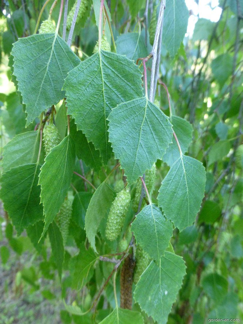 Betula pendula Youngii (weeping birch) Betula pendula Youngii (weeping birch)