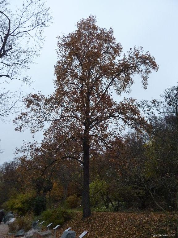 Liriodendron tulipifera L. (tulip tree) Liriodendron tulipifera L. (tulip tree)