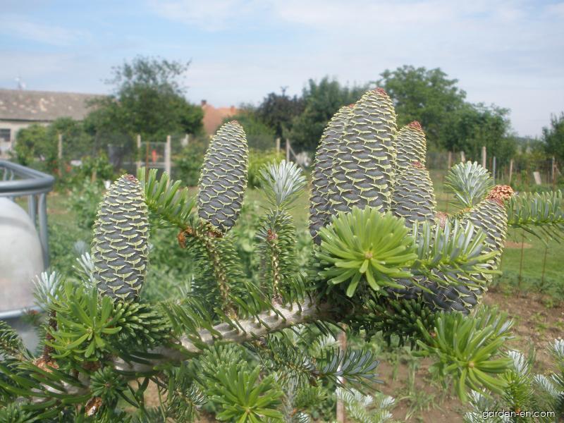 Abies koreana WILS. (Korean fir) Abies koreana WILS. (Korean fir)