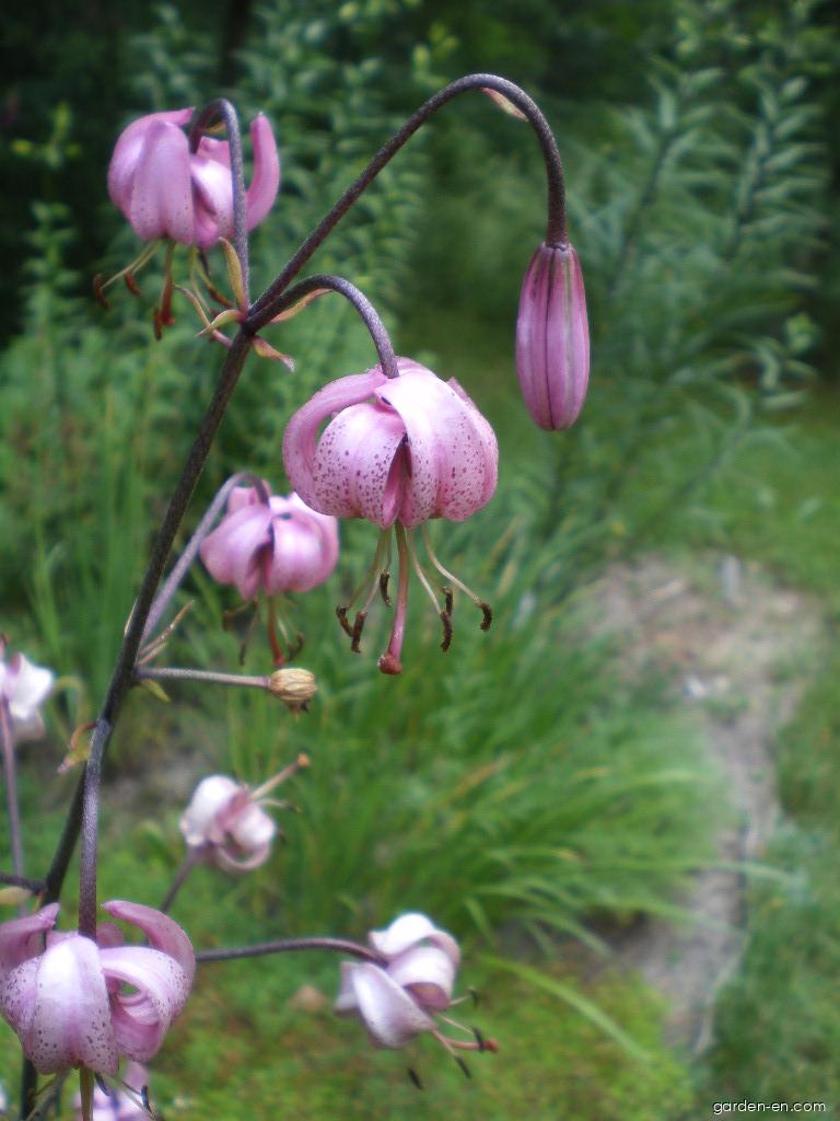 Lilium martagon L. (Martagon lily) Lilium martagon L. (Martagon lily)