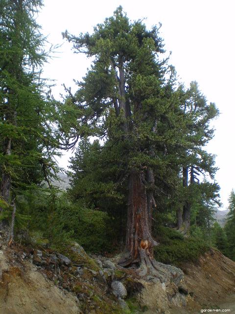 Pinus cembra L. (Swiss pine) Pinus cembra L. (Swiss pine)