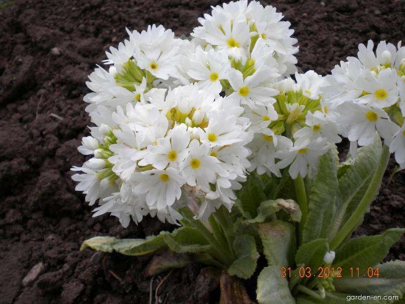 Primula denticulata (Drumstick Primrose) Primula denticulata (Drumstick Primrose)