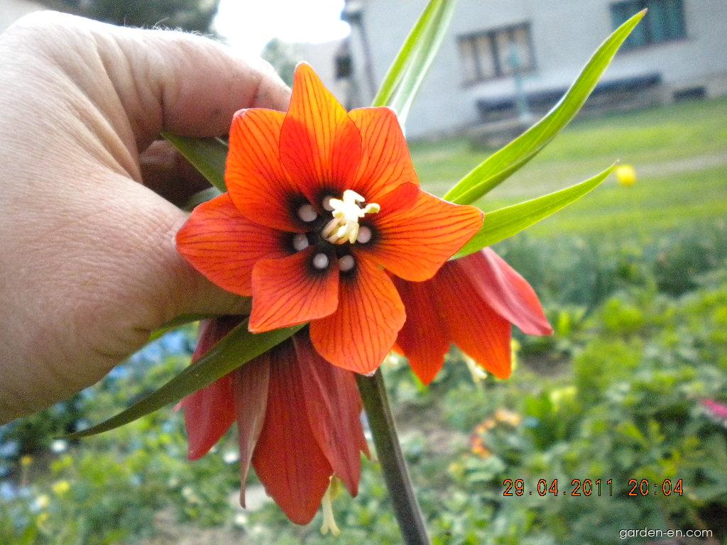 Fritillaria imperialis L. (Imperial Fritillary) Fritillaria imperialis L. (Imperial Fritillary)