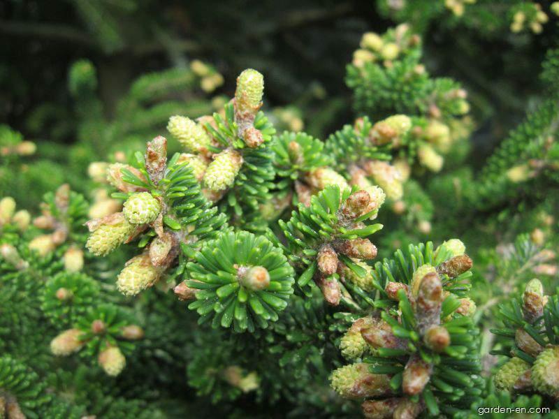 Abies koreana WILS. (Korean fir) Abies koreana WILS. (Korean fir)