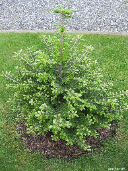 Abies koreana WILS. (Korean fir) Abies koreana WILS. (Korean fir)