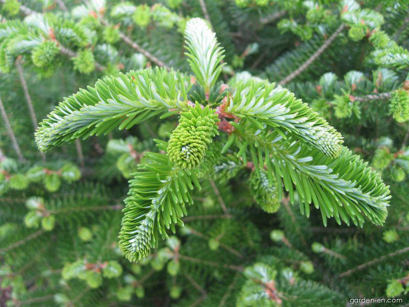 Abies koreana WILS. (Korean fir) Abies koreana WILS. (Korean fir)