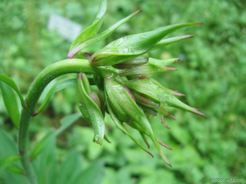 Lilium martagon L. (Martagon lily) Lilium martagon L. (Martagon lily)