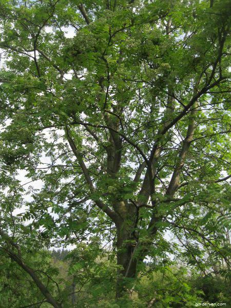 Sorbus aucuparia L. (European mountain ash) Sorbus aucuparia L. (European mountain ash)