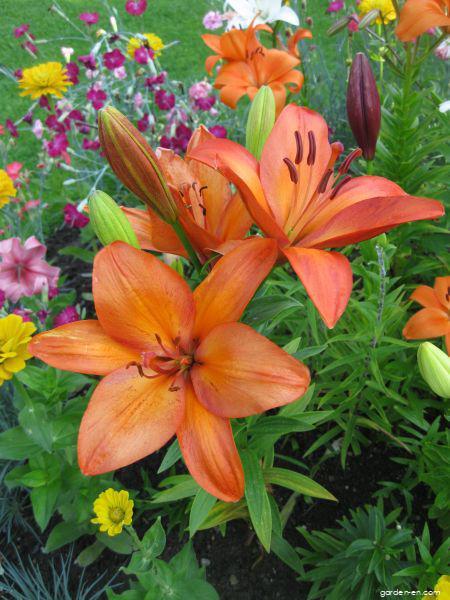 Lilium x hybridum Amateras (Lily) Lilium x hybridum Amateras (Lily)