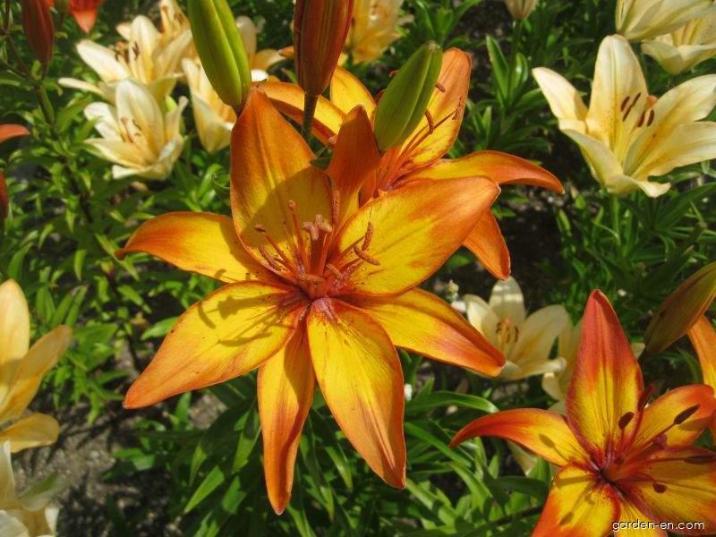 Lilium x hybridum Giraffe (Lily) Lilium x hybridum Giraffe (Lily)