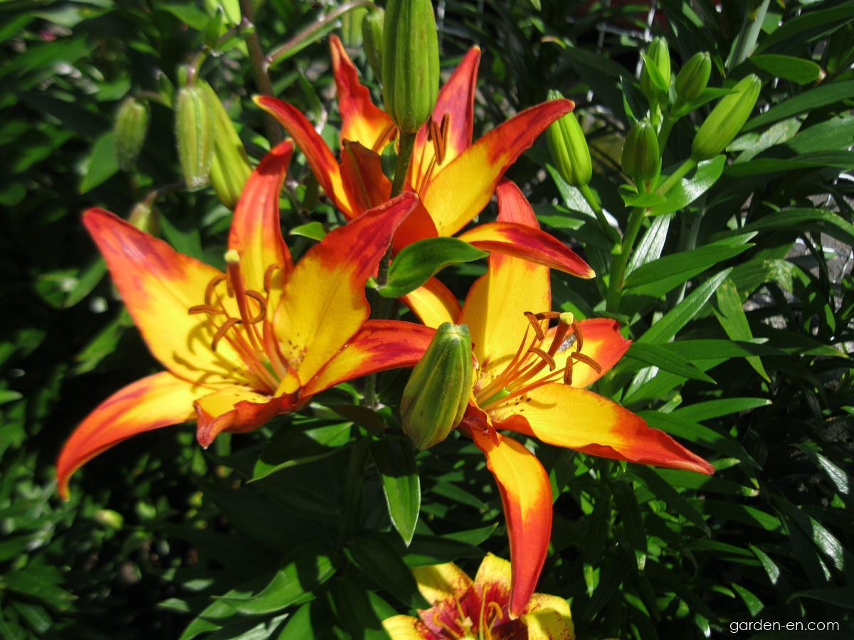 Lilium x hybridum Giraffe (Lily) Lilium x hybridum Giraffe (Lily)