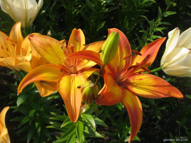 Lilium x hybridum Giraffe (Lily) Lilium x hybridum Giraffe (Lily)