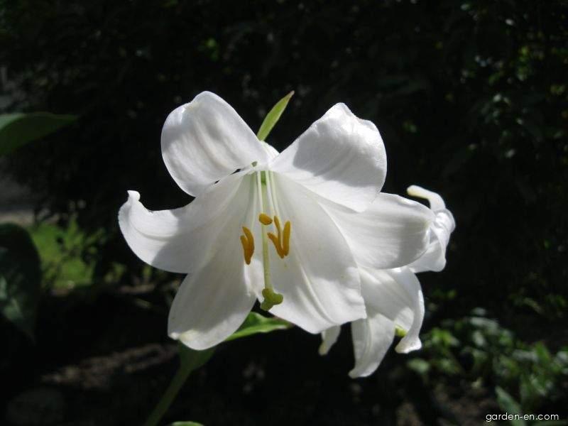 Lilium candidum L. (Madonna lily) Lilium candidum L. (Madonna lily)