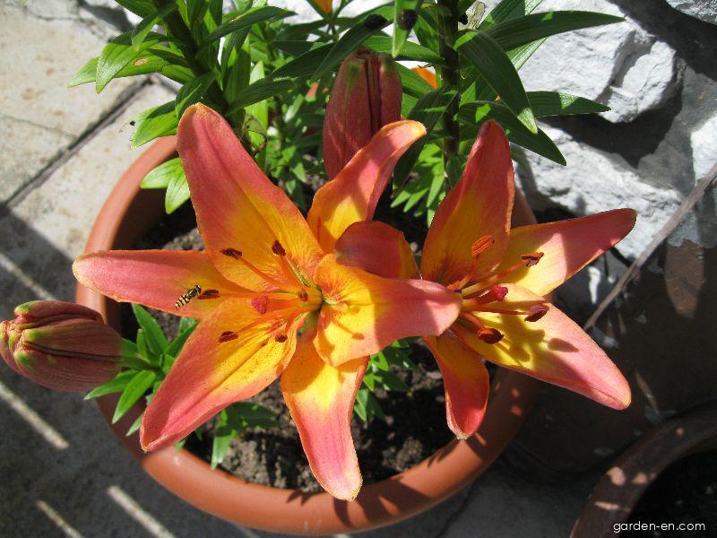 Lilium x hybridum Lady Like (Lily) Lilium x hybridum Lady Like (Lily)