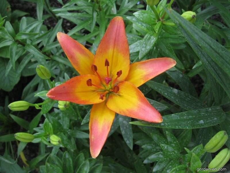 Lilium x hybridum Lady Like (Lily) Lilium x hybridum Lady Like (Lily)