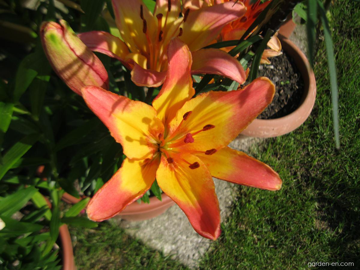 Lilium x hybridum Lady Like (Lily) Lilium x hybridum Lady Like (Lily)