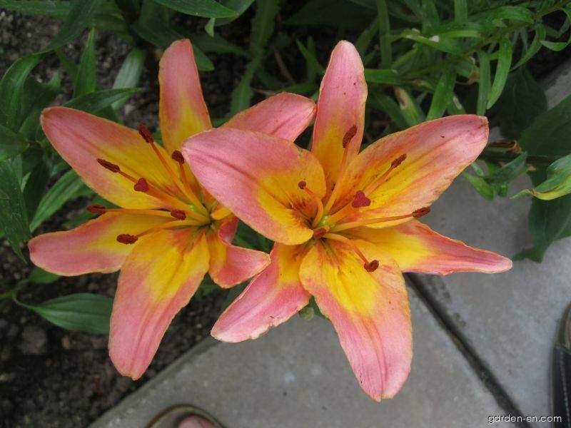 Lilium x hybridum Lady Like (Lily) Lilium x hybridum Lady Like (Lily)