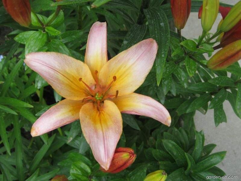 Lilium x hybridum Lady Like (Lily) Lilium x hybridum Lady Like (Lily)
