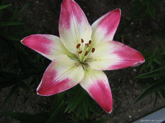 Lilium x hybridum Lollypop (Lily) Lilium x hybridum Lollypop (Lily)