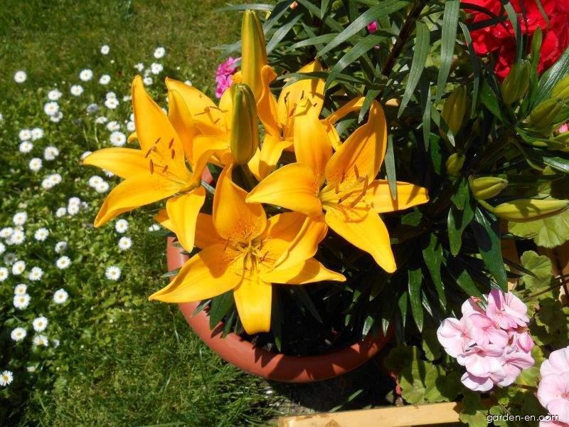 Lilium x hybridum Tiny Bee (Lily) Lilium x hybridum Tiny Bee (Lily)