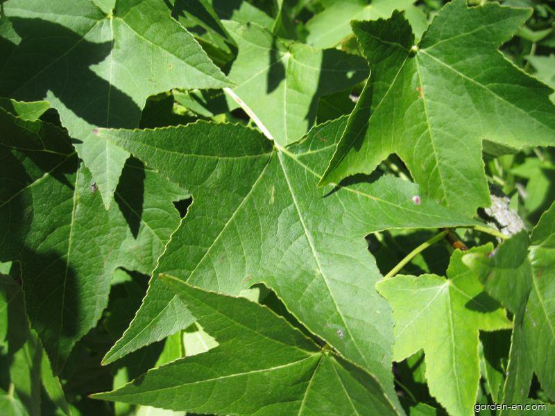 Liquidambar styraciflua L. (American Sweetgum) Liquidambar styraciflua L. (American Sweetgum)