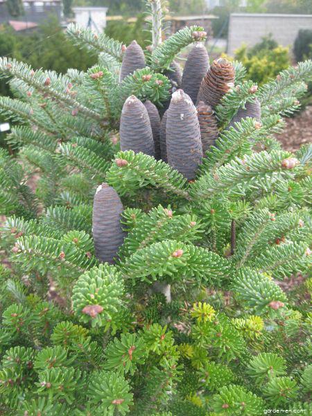Abies koreana WILS. (Korean fir) Abies koreana WILS. (Korean fir)