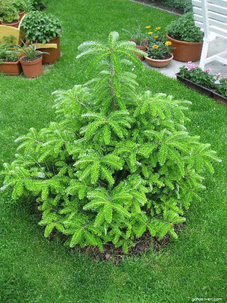Abies koreana WILS. (Korean fir) Abies koreana WILS. (Korean fir)