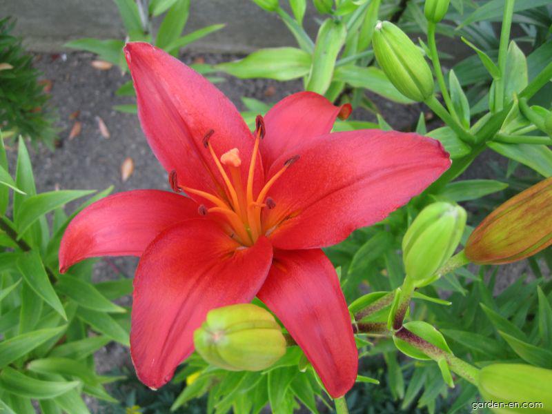 Lilium x hybridum Detroit (Lily) Lilium x hybridum Detroit (Lily)