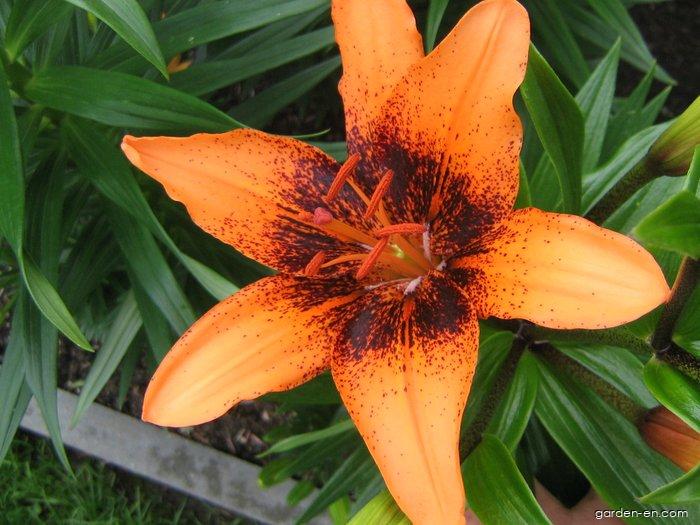 Lilium x hybridum Orange Art (Lily) Lilium x hybridum Orange Art (Lily)