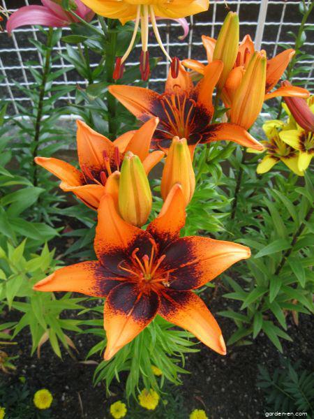 Lilium x hybridum Orange Art (Lily) Lilium x hybridum Orange Art (Lily)